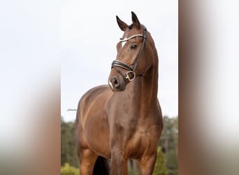 German Sport Horse, Gelding, 4 years, 16,2 hh, Bay-Dark