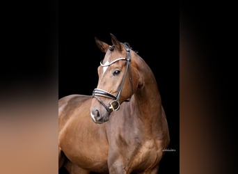 German Sport Horse, Gelding, 4 years, 16,2 hh, Bay-Dark