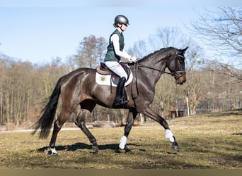 German Sport Horse, Gelding, 4 years, 16,2 hh, Bay-Dark