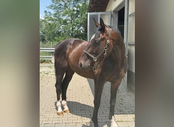 German Sport Horse, Gelding, 4 years, 16,2 hh, Bay-Dark