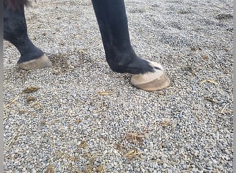 German Sport Horse, Gelding, 4 years, 16,2 hh, Black