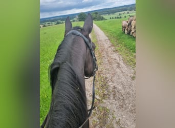 German Sport Horse, Gelding, 4 years, 16,2 hh, Black