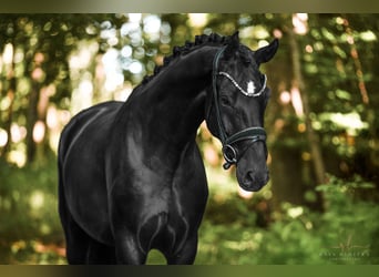 German Sport Horse, Gelding, 4 years, 16,2 hh, Black