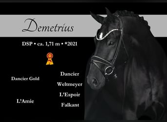 German Sport Horse, Gelding, 4 years, 16,2 hh, Black