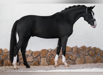 German Sport Horse, Gelding, 4 years, 16,2 hh, Black