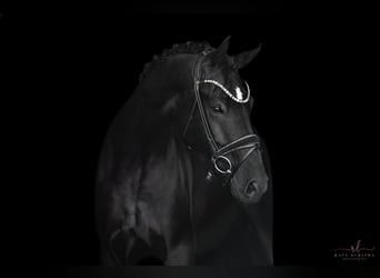 German Sport Horse, Gelding, 4 years, 16,2 hh, Black