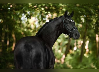 German Sport Horse, Gelding, 4 years, 16,2 hh, Black