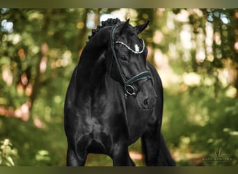 German Sport Horse, Gelding, 4 years, 16,2 hh, Black