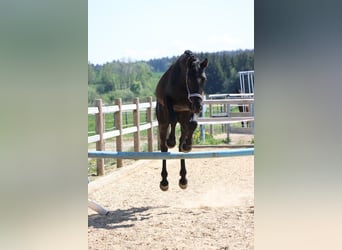 German Sport Horse, Gelding, 4 years, 16,2 hh, Black