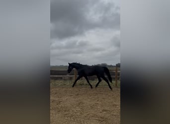 German Sport Horse, Gelding, 4 years, 16,2 hh, Black