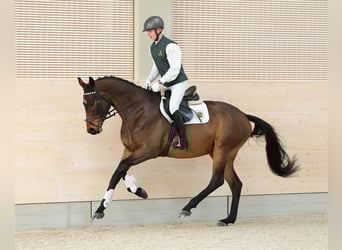 German Sport Horse, Gelding, 4 years, 16,2 hh, Brown