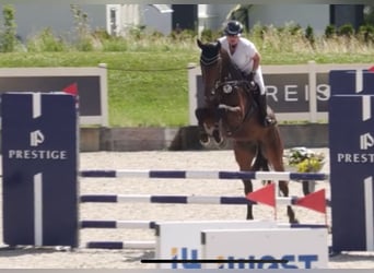 German Sport Horse, Gelding, 4 years, 16,2 hh, Brown