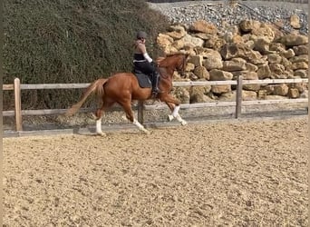 German Sport Horse, Gelding, 4 years, 16,2 hh, Chestnut-Red