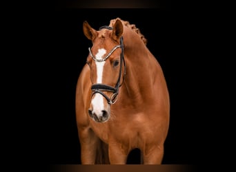German Sport Horse, Gelding, 4 years, 16,2 hh, Chestnut-Red