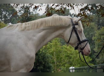 German Sport Horse, Gelding, 4 years, 16,2 hh, Cremello