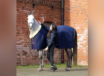 German Sport Horse, Gelding, 4 years, 16,2 hh, Gray-Dapple