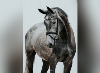 German Sport Horse, Gelding, 4 years, 16,2 hh, Grey