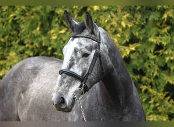 German Sport Horse, Gelding, 4 years, 16,2 hh, Grey