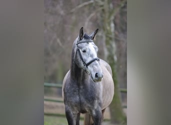 German Sport Horse, Gelding, 4 years, 16,2 hh, Grey