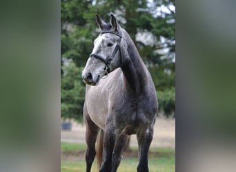 German Sport Horse, Gelding, 4 years, 16,2 hh, Grey