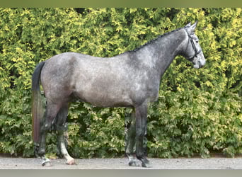 German Sport Horse, Gelding, 4 years, 16,2 hh, Grey