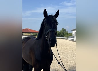 German Sport Horse, Gelding, 4 years, 16,2 hh, Smoky-Black