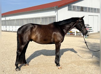 German Sport Horse, Gelding, 4 years, 16,2 hh, Smoky-Black