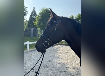 German Sport Horse, Gelding, 4 years, 16,2 hh, Smoky-Black
