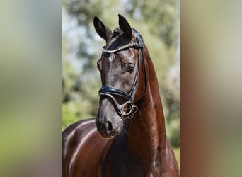 German Sport Horse, Gelding, 4 years, 16,2 hh, Smoky-Black