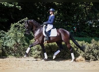 German Sport Horse, Gelding, 4 years, 16,2 hh, Smoky-Black