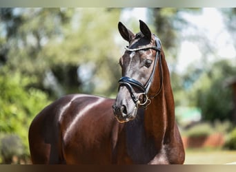 German Sport Horse, Gelding, 4 years, 16,2 hh, Smoky-Black