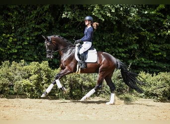 German Sport Horse, Gelding, 4 years, 16,2 hh, Smoky-Black