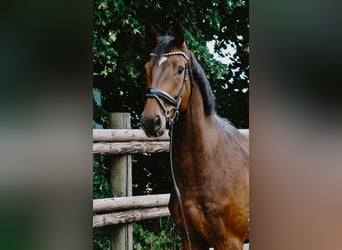 German Sport Horse, Gelding, 4 years, 16,3 hh, Bay-Dark