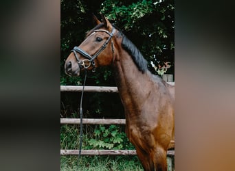 German Sport Horse, Gelding, 4 years, 16,3 hh, Bay-Dark
