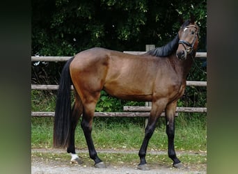 German Sport Horse, Gelding, 4 years, 16,3 hh, Bay-Dark
