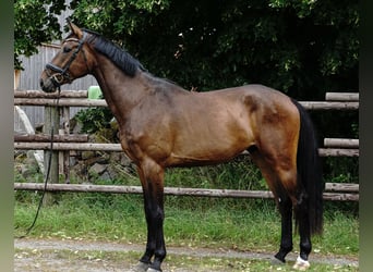 German Sport Horse, Gelding, 4 years, 16,3 hh, Bay-Dark