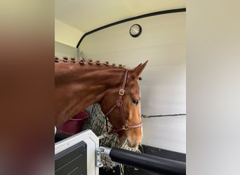 German Sport Horse, Gelding, 4 years, 16,3 hh, Chestnut-Red