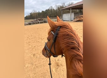German Sport Horse, Gelding, 4 years, 16,3 hh, Chestnut-Red
