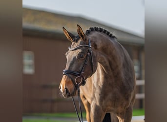 German Sport Horse, Gelding, 4 years, 16,3 hh, Smoky-Black