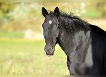 German Sport Horse, Gelding, 4 years, 17.1 hh, Black
