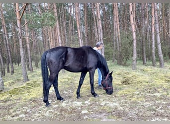 German Sport Horse, Gelding, 4 years, 17.1 hh, Black