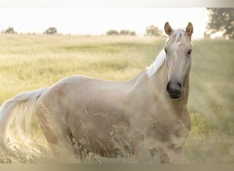German Sport Horse, Gelding, 4 years, 17.1 hh, Palomino