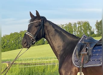 German Sport Horse, Gelding, 4 years, 17.1 hh, Smoky-Black