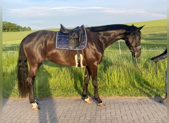 German Sport Horse, Gelding, 4 years, 17.1 hh, Smoky-Black