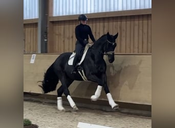 German Sport Horse, Gelding, 4 years, 17.1 hh, Smoky-Black