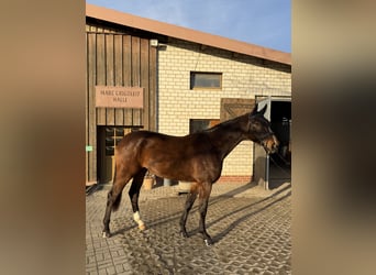 German Sport Horse, Gelding, 4 years, 17.2 hh, Bay-Dark