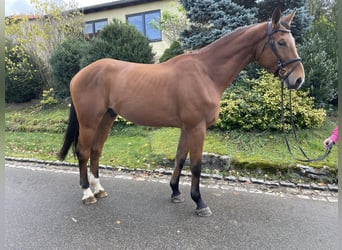 German Sport Horse, Gelding, 4 years, 17.2 hh, Brown