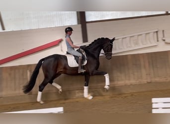 German Sport Horse, Gelding, 4 years, 17 hh, Bay-Dark