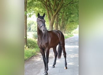 German Sport Horse, Gelding, 4 years, 17 hh, Bay-Dark