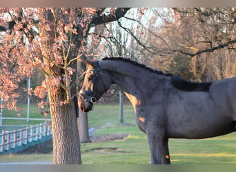 German Sport Horse, Gelding, 4 years, 17 hh, Bay-Dark